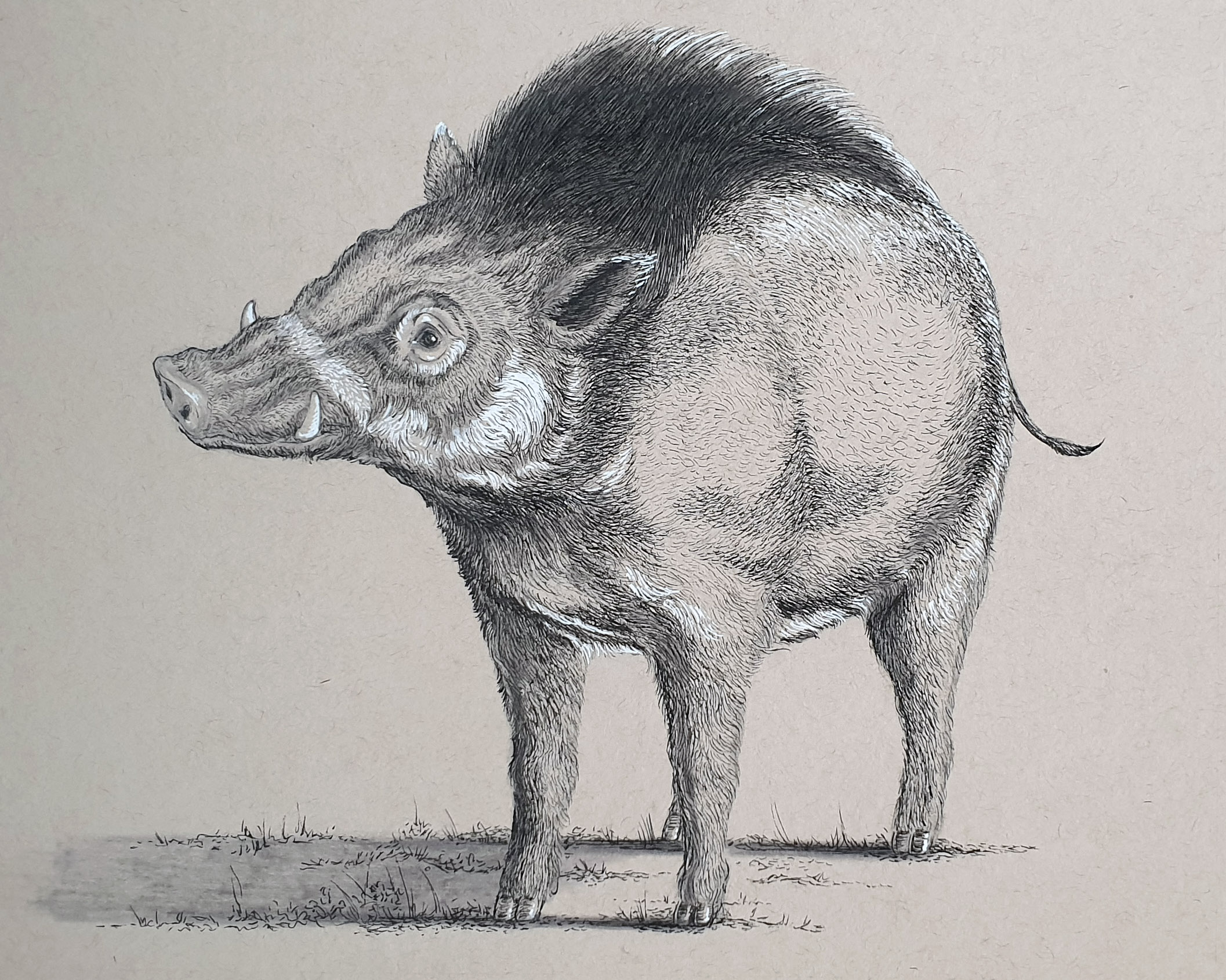 Day 25: Visayan Warty Pig